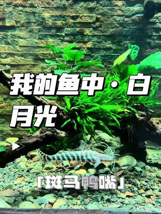 祥龍魚場是否提供斑馬鴨嘴魚，關于斑馬鴨嘴魚的摘要示例：祥龍魚場是否提供斑馬鴨嘴魚