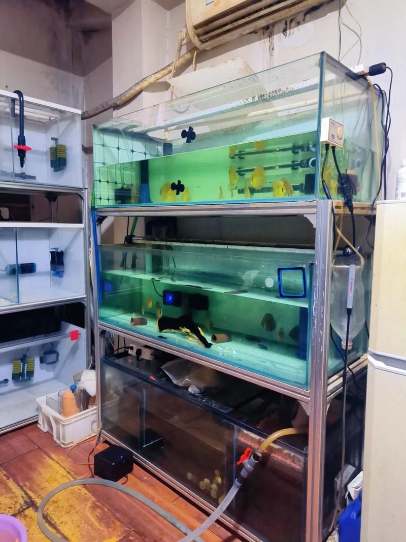 七彩魚和銀龍魚混養需要哪些設備？，七彩魚和銀龍魚混養的要求 七彩魚和銀龍魚混養需要哪些設備？，七彩魚和銀龍魚混養的要求 龍魚百科 第1張