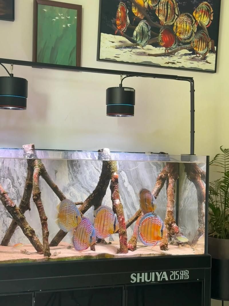 七彩魚和銀龍魚混養需要哪些設備？，七彩魚和銀龍魚混養的要求 七彩魚和銀龍魚混養需要哪些設備？，七彩魚和銀龍魚混養的要求 龍魚百科 第5張