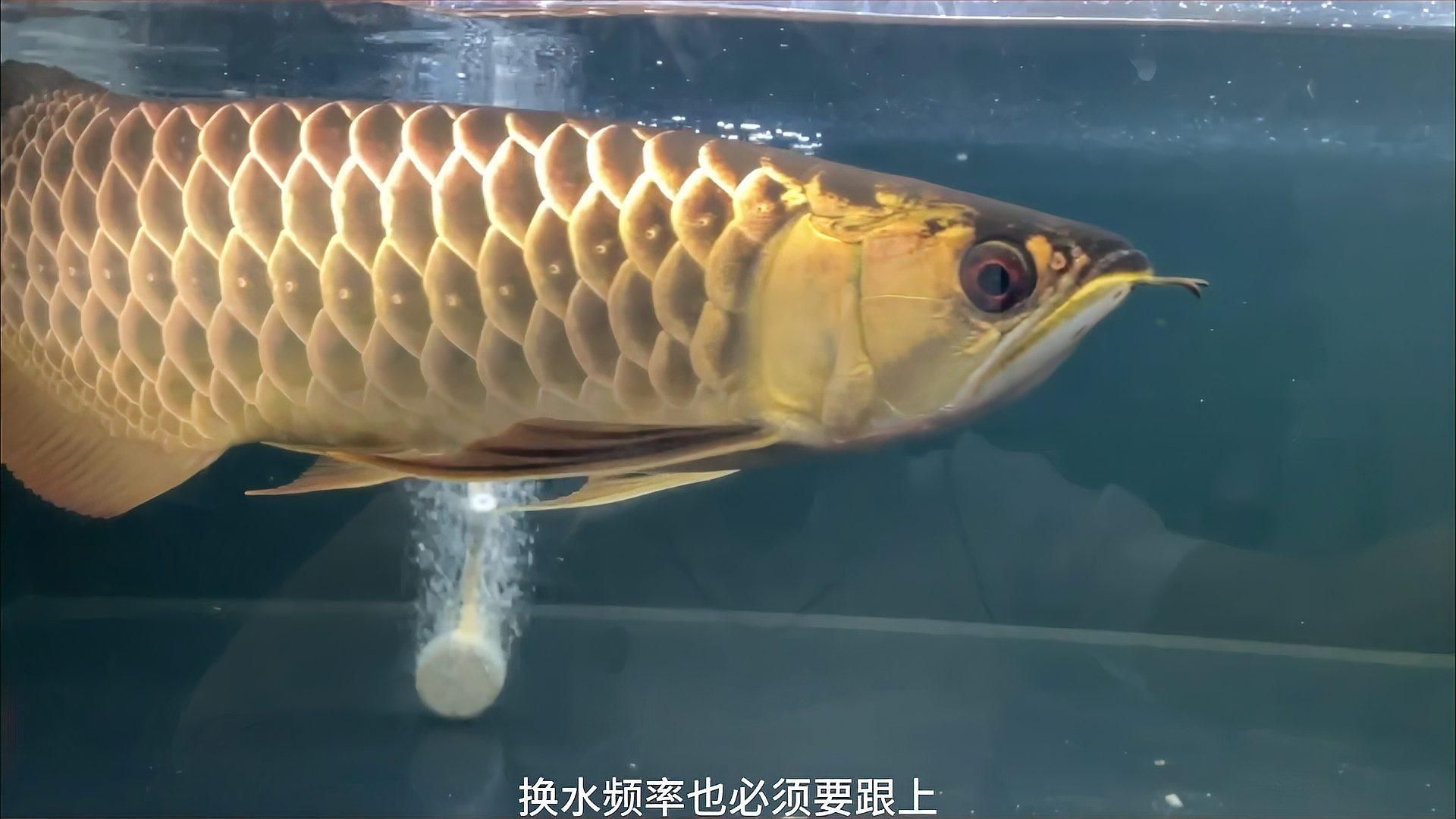 龍魚缸多久換一次水，nba聯盟龍魚缸換水記錄表，換水策略應隨之變化