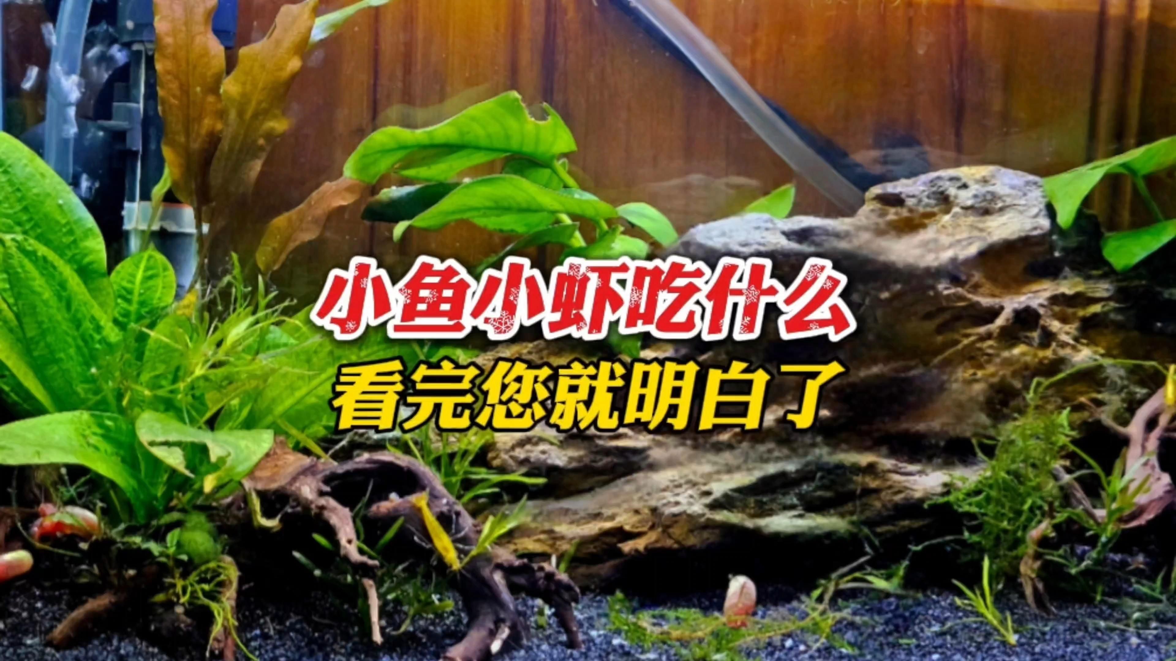 有哪些食物適合小魚吃，小魚小蝦吃什么食物適合小魚的飲食因種類、年齡和生活環境而異