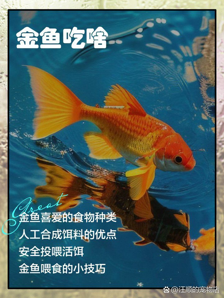 有哪些食物適合小魚吃，小魚小蝦吃什么食物適合小魚的飲食因種類、年齡和生活環境而異