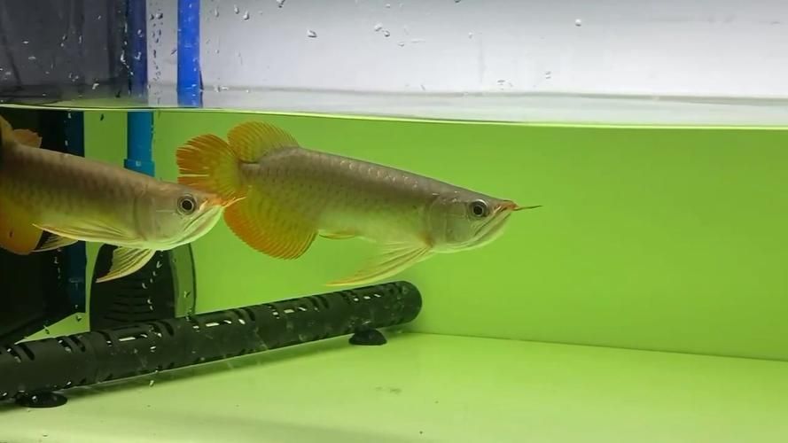 赫舞紅龍魚有哪些系列？，赫舞紅龍魚各系列對比表格
