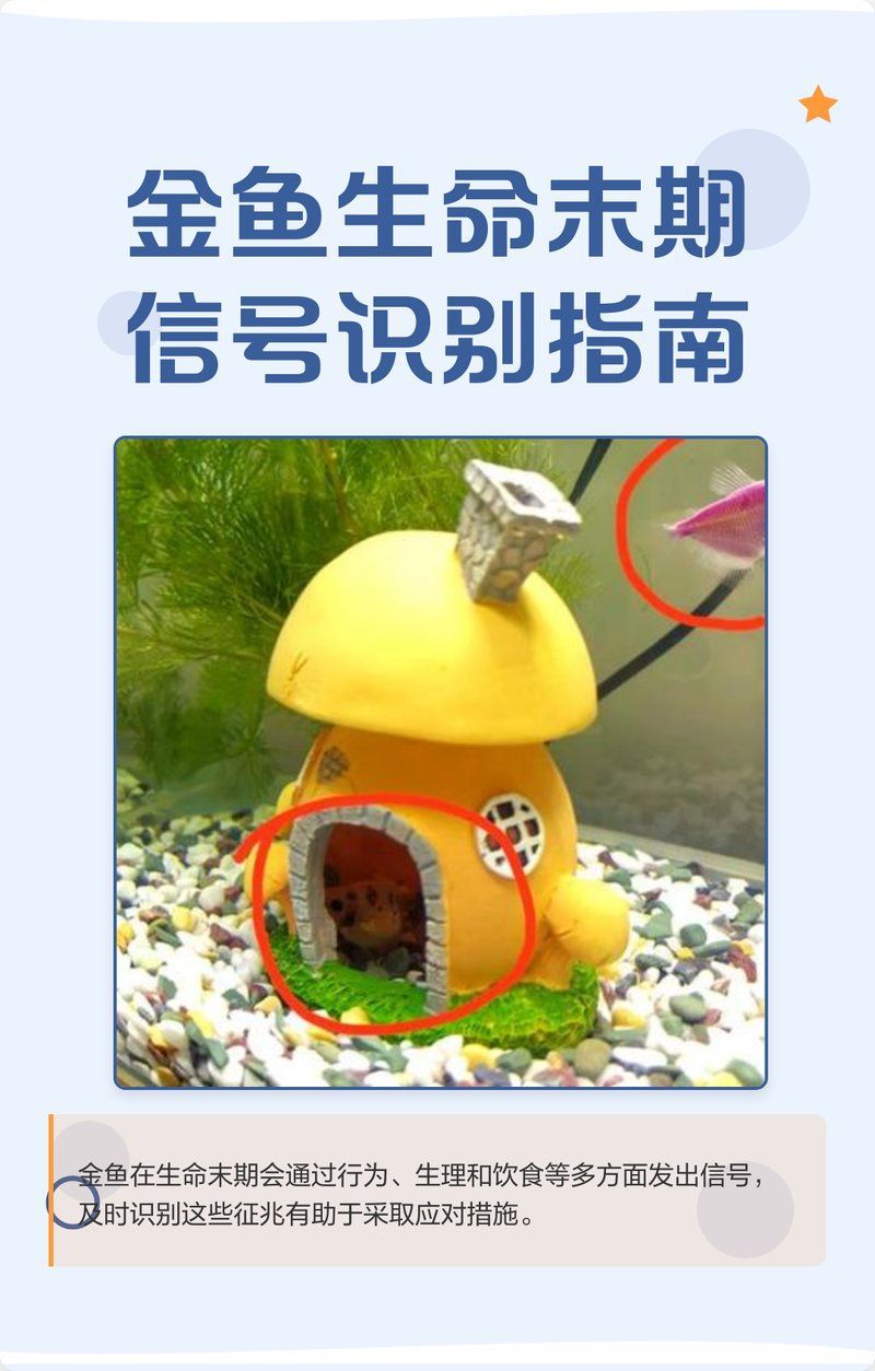 如何判斷金魚(yú)是否瀕死，判斷金魚(yú)是否瀕死前的7個(gè)征兆，金魚(yú)臨終前的6個(gè)征兆