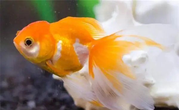 如何判斷金魚(yú)是否瀕死，判斷金魚(yú)是否瀕死前的7個(gè)征兆，金魚(yú)臨終前的6個(gè)征兆