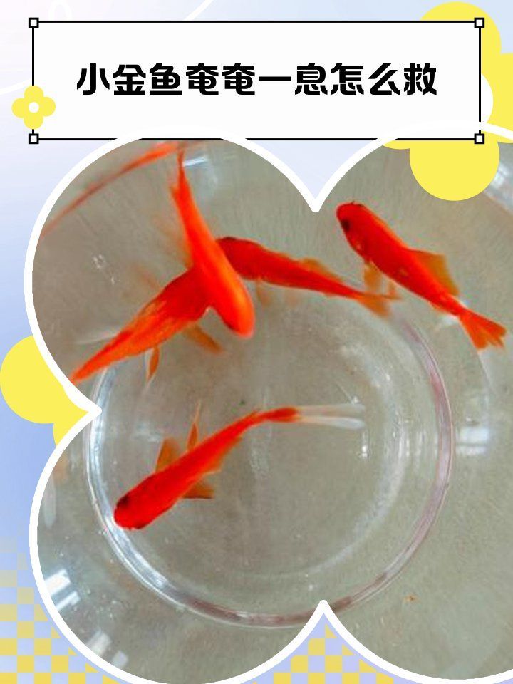 如何判斷金魚(yú)是否瀕死，判斷金魚(yú)是否瀕死前的7個(gè)征兆，金魚(yú)臨終前的6個(gè)征兆