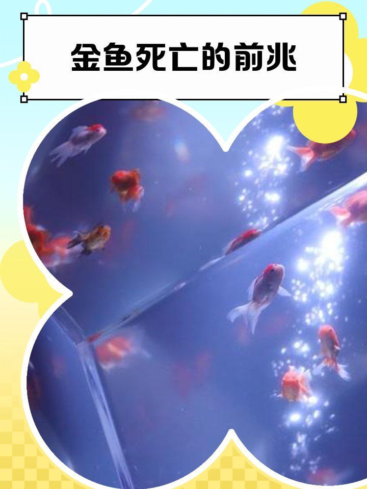 如何判斷金魚(yú)是否瀕死，判斷金魚(yú)是否瀕死前的7個(gè)征兆，金魚(yú)臨終前的6個(gè)征兆