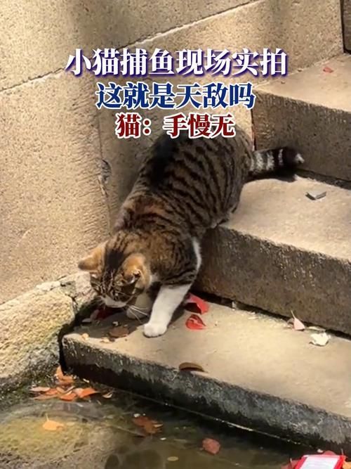 如何訓練貓咪不捕魚，如何科學訓練貓咪不捕魚