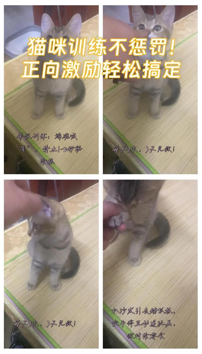 如何訓練貓咪不捕魚，如何科學訓練貓咪不捕魚