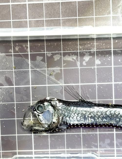 有哪些著名的深海龍魚種類？，arxiv論文助手arxiv論文arxiv論文助手詳解