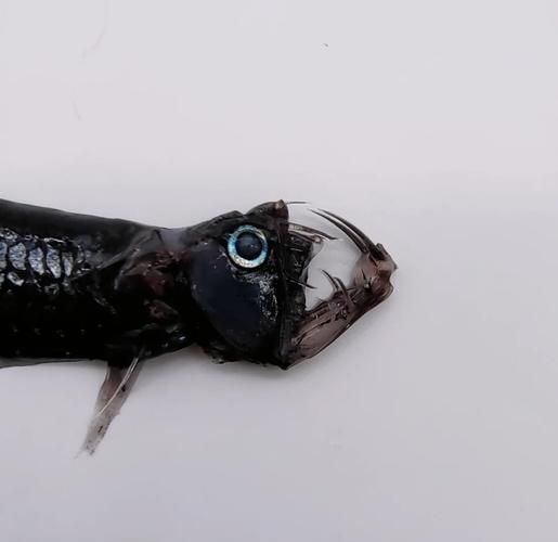 有哪些著名的深海龍魚種類？，arxiv論文助手arxiv論文arxiv論文助手詳解