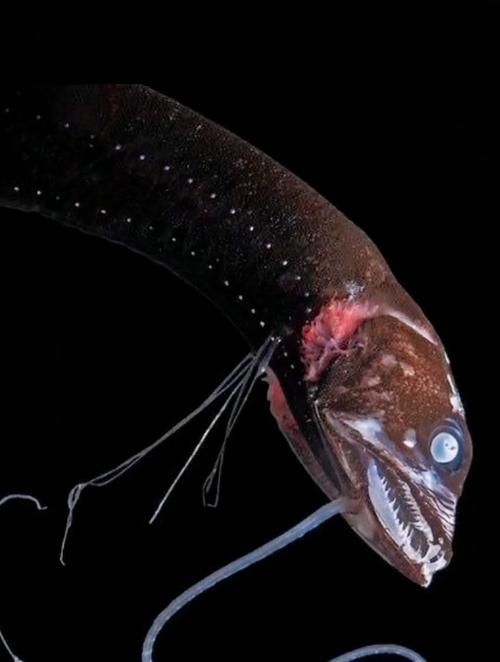 有哪些著名的深海龍魚種類？，arxiv論文助手arxiv論文arxiv論文助手詳解