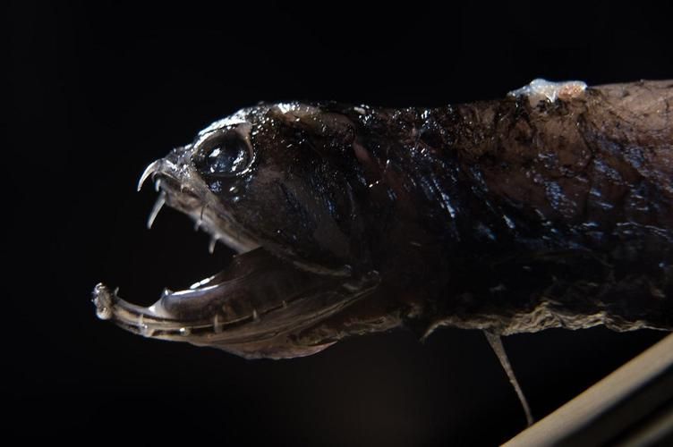 有哪些著名的深海龍魚種類？，arxiv論文助手arxiv論文arxiv論文助手詳解