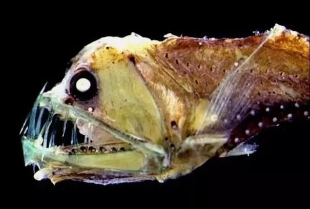 有哪些著名的深海龍魚種類？，arxiv論文助手arxiv論文arxiv論文助手詳解