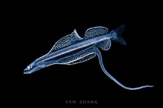 有哪些著名的深海龍魚種類？，arxiv論文助手arxiv論文arxiv論文助手詳解