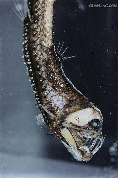 有哪些著名的深海龍魚種類？，arxiv論文助手arxiv論文arxiv論文助手詳解