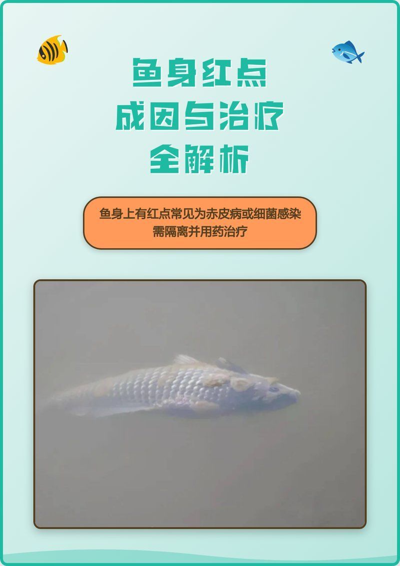 魚身上紅點會擴散嗎