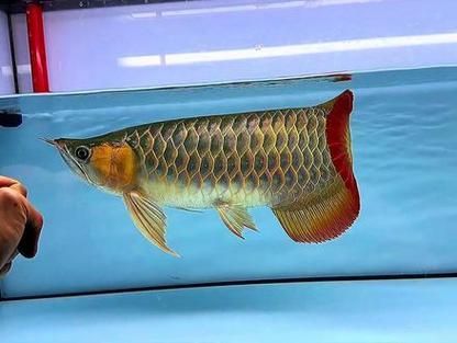如何區(qū)分不同頭型的龍魚