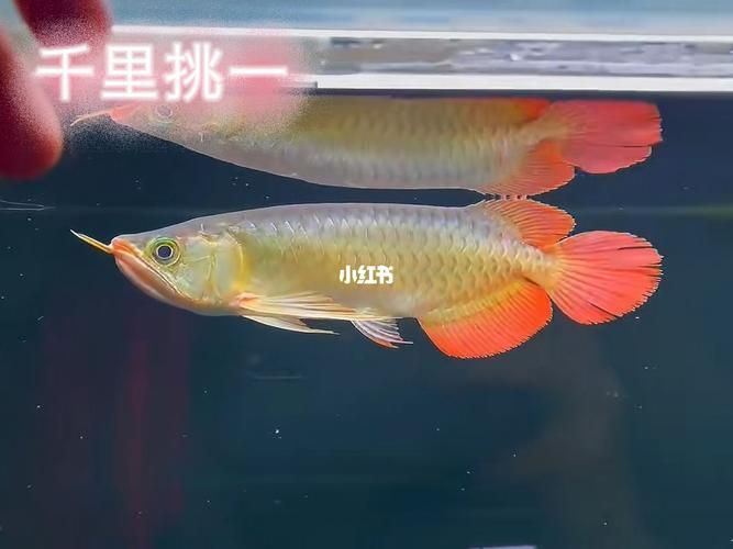 如何區(qū)分不同頭型的龍魚