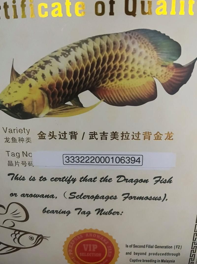 武吉美拉過背金龍魚的特點，武吉美拉過背金龍魚的價格是多少武吉美拉過背金龍魚的價格是多少