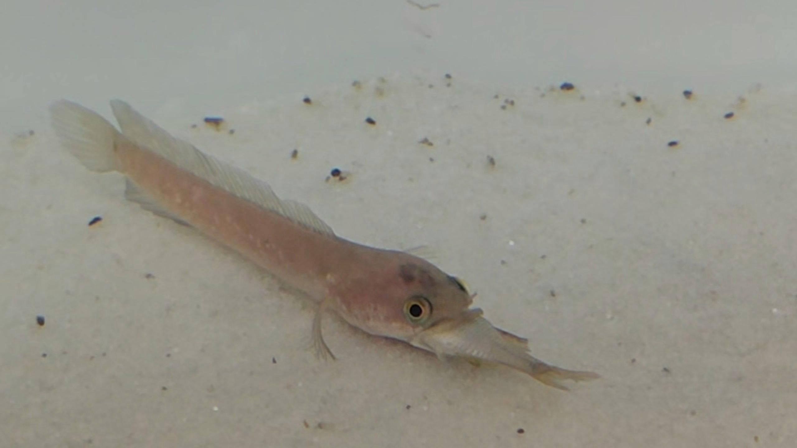 如何下載和使用龍魚缸背景壁紙？，龍魚缸背景壁紙如何下載和使用龍魚缸背景壁紙的下載與使用