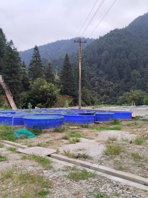 思南縣龍魚養殖業的發展情況如何？，思南縣冷水魚養殖業發展趨勢