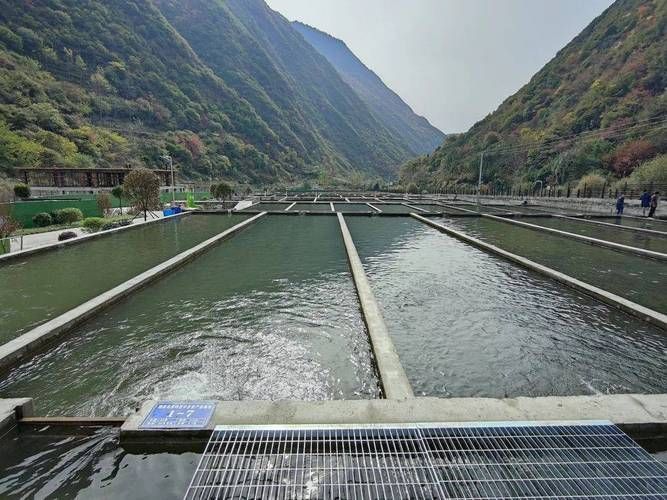 思南縣龍魚養殖業的發展情況如何？，思南縣冷水魚養殖業發展趨勢