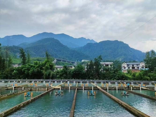 思南縣龍魚養殖業的發展情況如何？，思南縣冷水魚養殖業發展趨勢