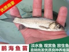哪里可以買到正宗的龍魚幼苗？，————權威購買指南與鑒別 哪里可以買到正宗的龍魚幼苗？，————權威購買指南與鑒別 龍魚百科 第7張