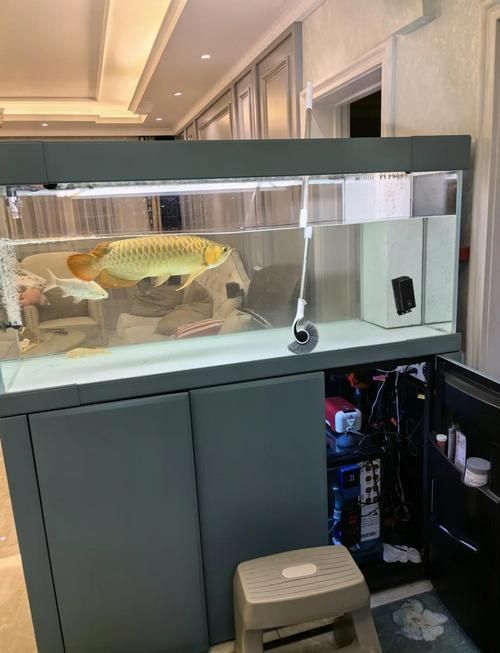 紅龍上色后如何保養，紅龍魚上色后保養 紅龍上色后如何保養，紅龍魚上色后保養 龍魚百科 第8張