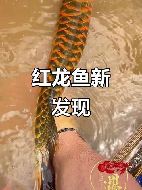 紅龍魚哪個品種最值錢，紅龍魚中最值錢的品種是辣椒紅龍，血紅底透金屬紫光
