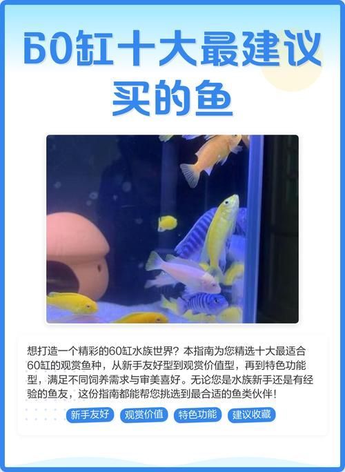 能否提供60缸十大最建議買的魚的詳細圖解，60升魚缸養護指南