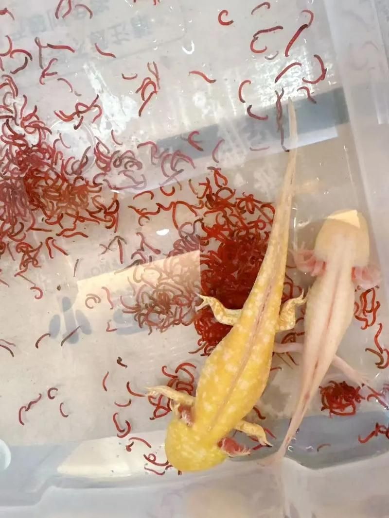 給我一些區分四角龍魚的圖片，四角龍魚的價格是多少如何區分四角龍魚和紅龍、紅龍