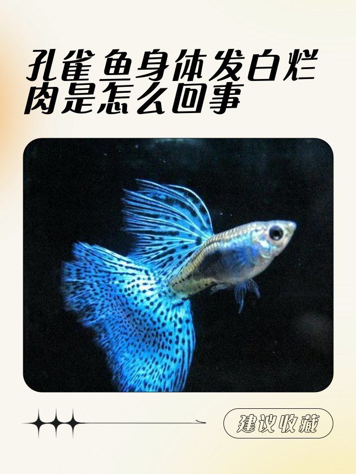 孔雀魚(yú)發(fā)白腐爛會(huì)自愈嗎，孔雀魚(yú)身上發(fā)白腐爛是什么原因