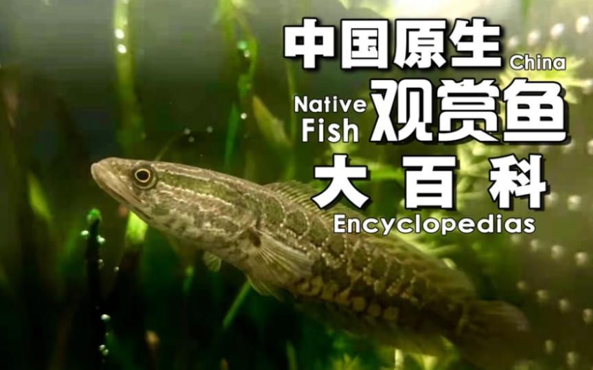 給我一些關于雷龍魚和黑魚的信息，雷龍魚和黑魚哪個更受歡迎