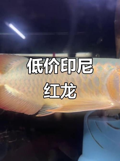 除了以上品牌，還有哪些印尼龍魚品牌？，印尼龍魚品牌介紹