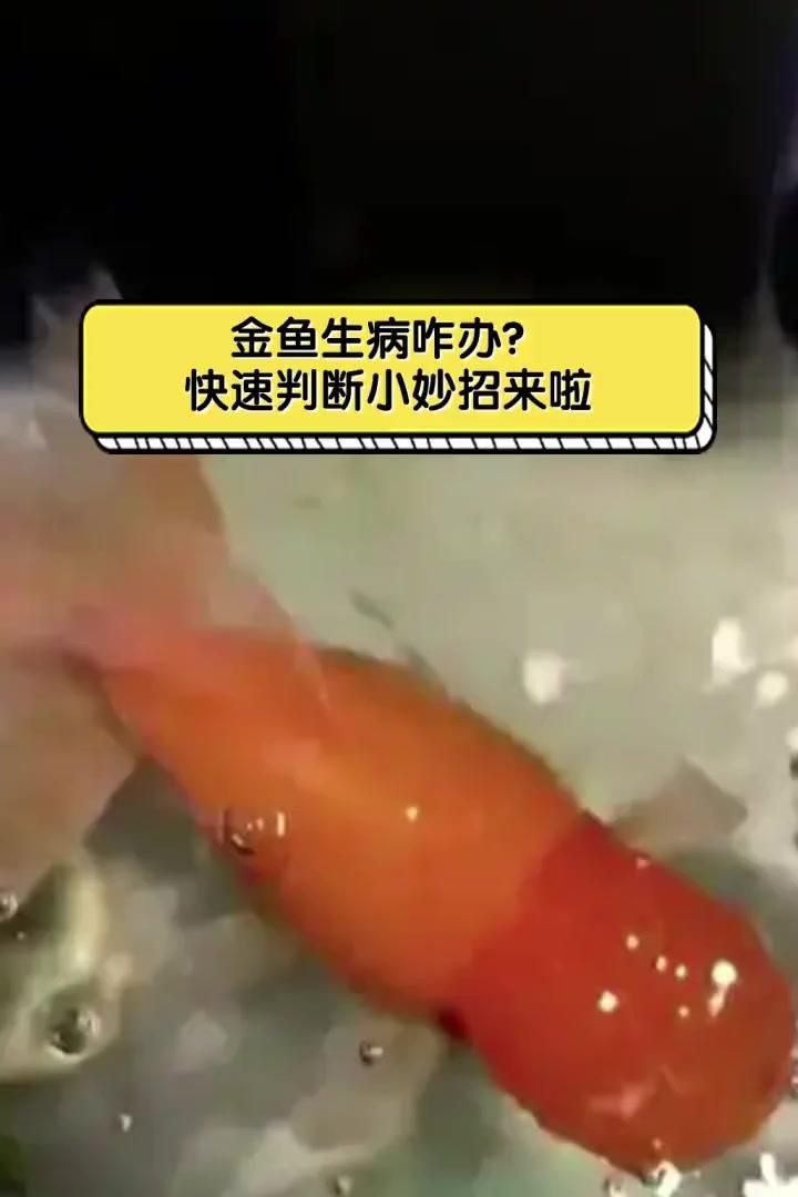 如何判斷金魚是否患病，判斷金魚是否患病的常見方法，如何判斷金魚是否患病
