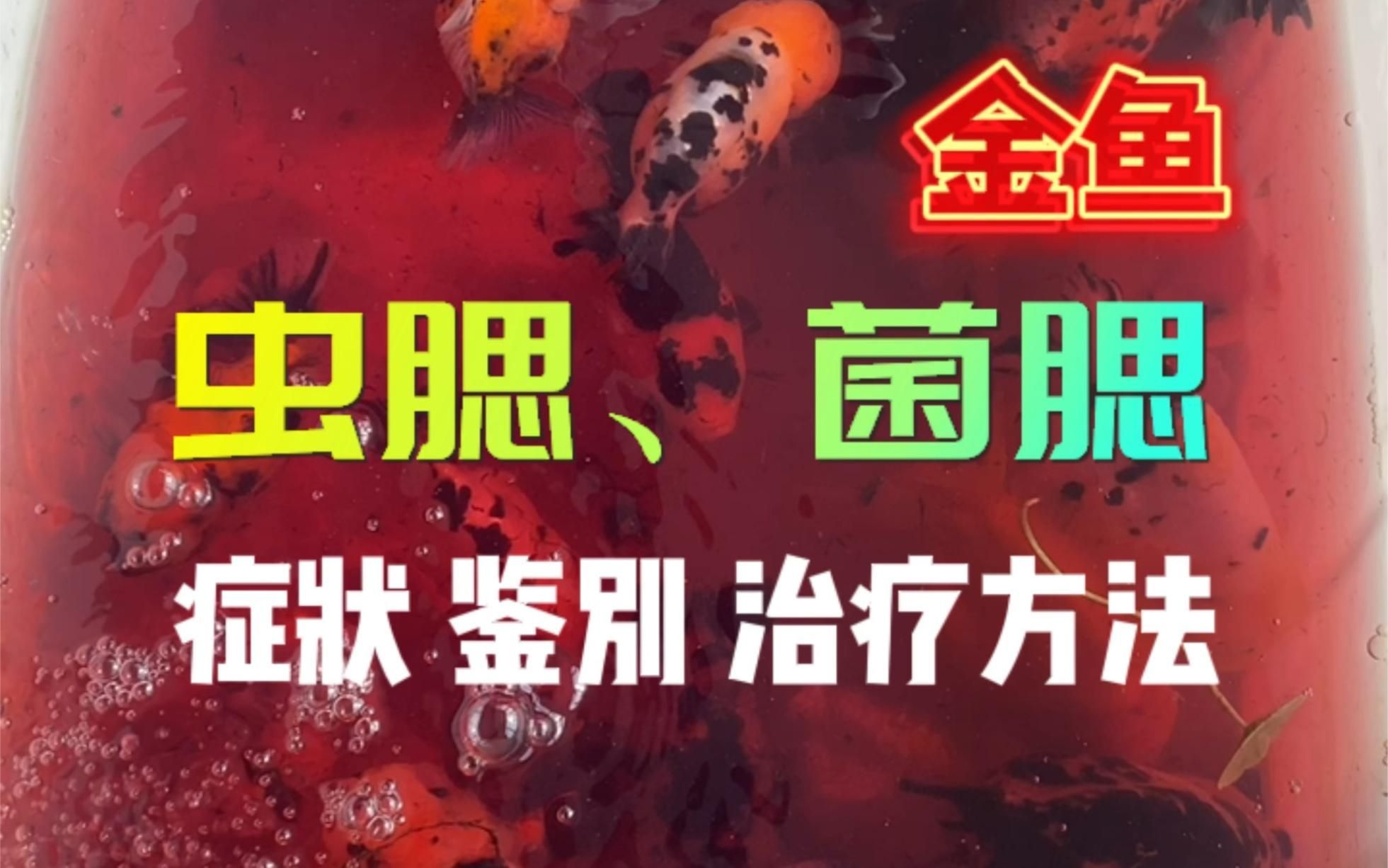 如何判斷金魚是否患病，判斷金魚是否患病的常見方法，如何判斷金魚是否患病