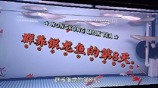 銀龍魚，銀龍魚用戶要求對“銀龍魚”進行詳解1000字+配圖