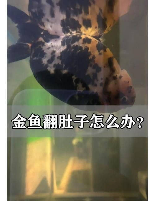 如何判斷魚類是否患失鰾癥，如何判斷魚類患失鰾癥 如何判斷魚類是否患失鰾癥，如何判斷魚類患失鰾癥 龍魚百科 第6張