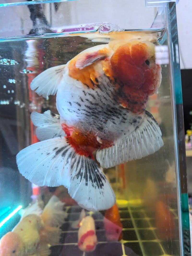 如何判斷魚類是否患失鰾癥，如何判斷魚類患失鰾癥