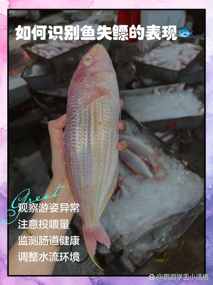 如何判斷魚類是否患失鰾癥，如何判斷魚類患失鰾癥 如何判斷魚類是否患失鰾癥，如何判斷魚類患失鰾癥 龍魚百科 第7張