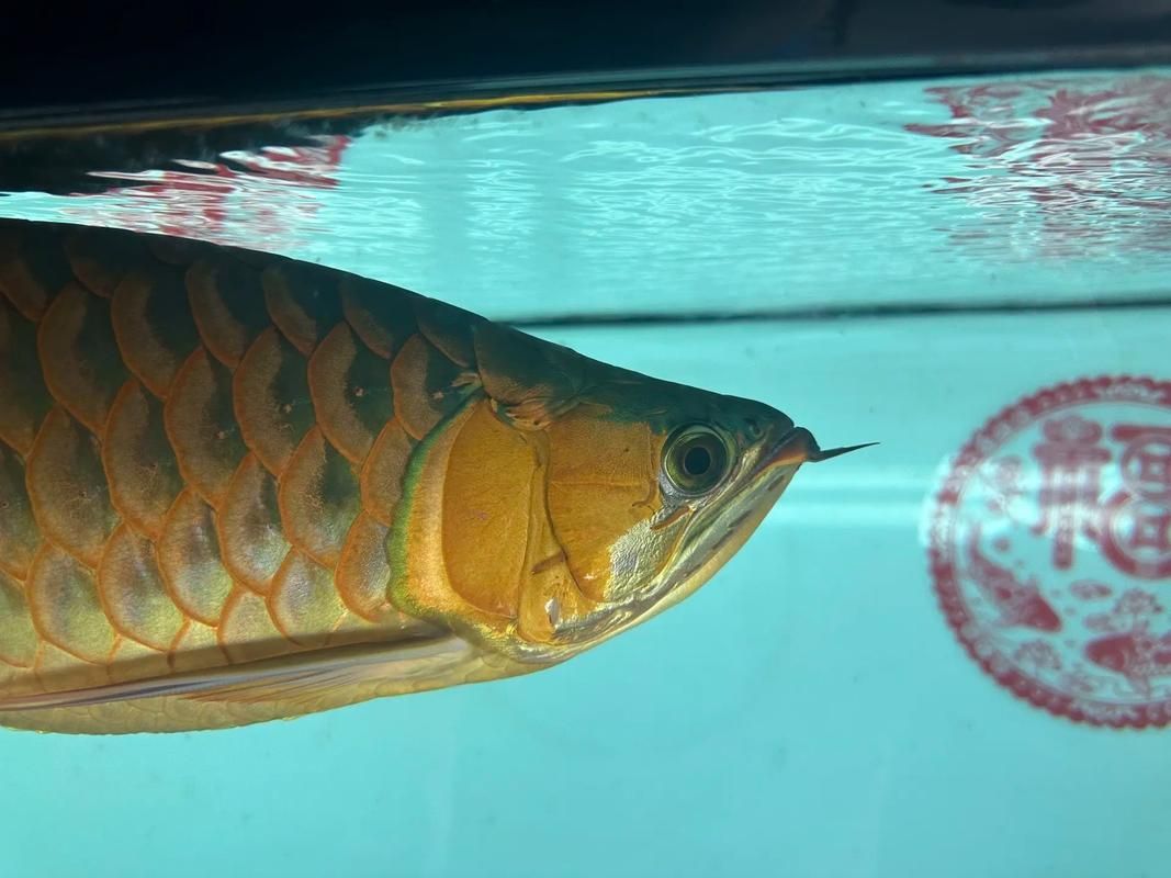 如何區(qū)分赤焰中國虎魚和其他虎魚？，如何區(qū)分赤焰中國虎魚與其他虎魚與其他虎魚的區(qū)別