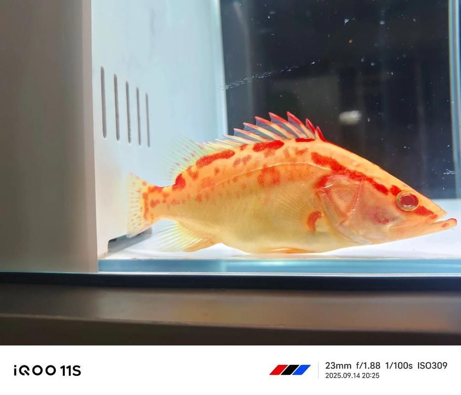 如何區(qū)分赤焰中國虎魚和其他虎魚？，如何區(qū)分赤焰中國虎魚與其他虎魚與其他虎魚的區(qū)別