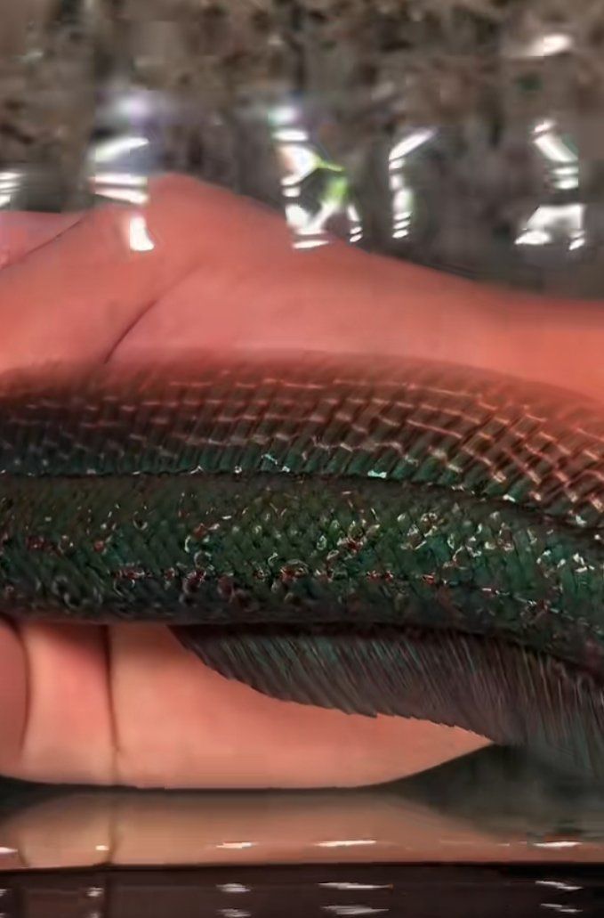 給我更多關于小青龍魚的信息，關于“小青龍魚”的一些建議