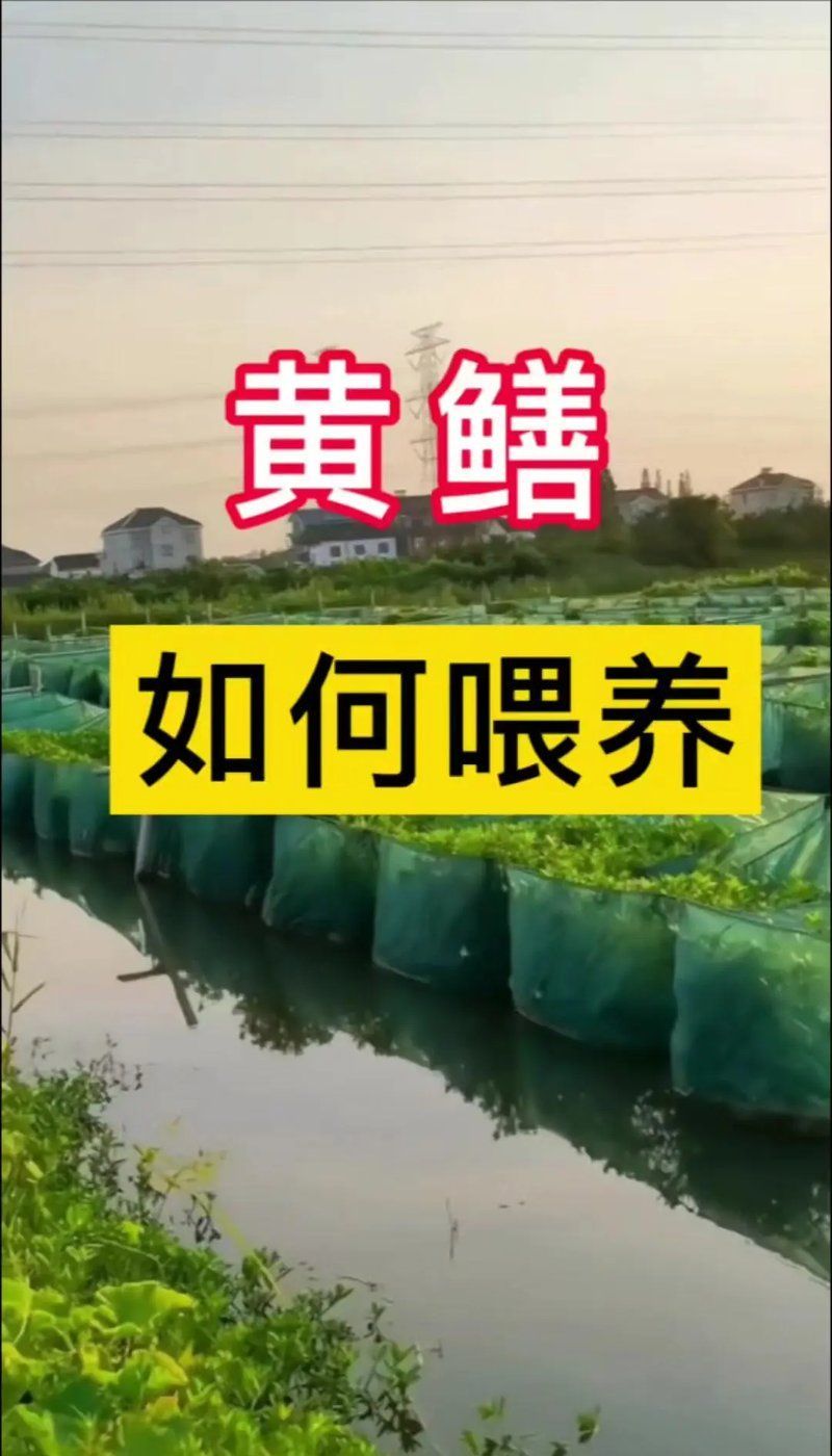 養(yǎng)黃鱔的10個忠告，養(yǎng)黃鱔的10個忠告，是決定成功率的關(guān)鍵