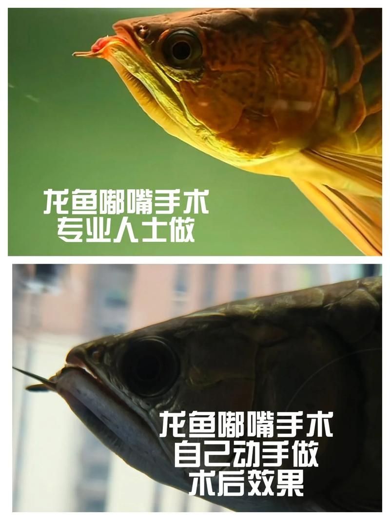 龍魚拔鱗手術后如何護理 龍魚百科 第3張 龍魚拔鱗手術后如何護理 龍魚拔鱗手術后如何護理 龍魚百科 第3張