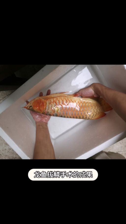 龍魚拔鱗手術后如何護理 龍魚百科 第1張 龍魚拔鱗手術后如何護理 龍魚拔鱗手術后如何護理 龍魚百科 第1張