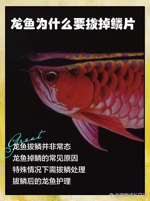 龍魚拔鱗手術后如何護理 龍魚百科 第6張 龍魚拔鱗手術后如何護理 龍魚拔鱗手術后如何護理 龍魚百科 第6張