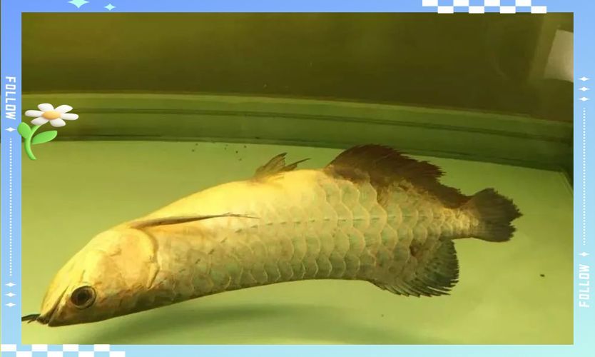 龍魚拔鱗手術后如何護理 龍魚百科 第5張 龍魚拔鱗手術后如何護理 龍魚拔鱗手術后如何護理 龍魚百科 第5張